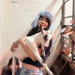 Emmie Reis Instagram - 聽起來很奇怪， 但我一直超想試的！ 幫牛羊擠ㄋㄟㄋㄟ🐮🍼 我還記得小時候聽我爸說 他的小時候… 那時候二次大戰剛結束 法國被夷為平地， 大家只能自耕自足都在務農 我爸特別喜歡動物， 每天跑到廠房跟牛馬羊睡在一塊 早上被牛推醒 聽起來就好有趣喔！ 第一次摸到羊的ㄋㄟㄋㄟ 感覺像是用皮裝的水球， 但是皮很薄 如果擠的不夠好， 他們的腳還會踢超有趣的 （可能因為不太舒服） 嘉大很用心的在照顧 他們的動物們， 牛乳當然也就超級的鮮濃！ （奶茶控美美本人大推👍🏻） 待會就有播出囉！ #上山下海過一夜
