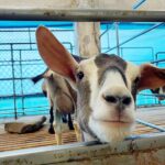 Emmie Reis Instagram - 聽起來很奇怪， 但我一直超想試的！ 幫牛羊擠ㄋㄟㄋㄟ🐮🍼 我還記得小時候聽我爸說 他的小時候… 那時候二次大戰剛結束 法國被夷為平地， 大家只能自耕自足都在務農 我爸特別喜歡動物， 每天跑到廠房跟牛馬羊睡在一塊 早上被牛推醒 聽起來就好有趣喔！ 第一次摸到羊的ㄋㄟㄋㄟ 感覺像是用皮裝的水球， 但是皮很薄 如果擠的不夠好， 他們的腳還會踢超有趣的 （可能因為不太舒服） 嘉大很用心的在照顧 他們的動物們， 牛乳當然也就超級的鮮濃！ （奶茶控美美本人大推👍🏻） 待會就有播出囉！ #上山下海過一夜