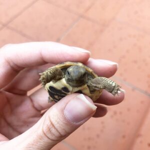 Enrica Guidi Instagram - MicroNinja 🐢