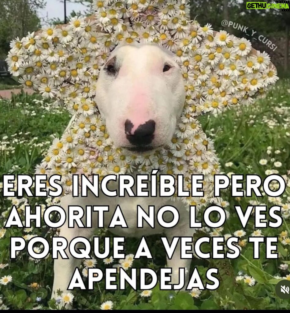 Eréndira Ibarra Instagram - Por tantos días que no me vi, no me entendí, no me cuide. Hoy prometo ser ferozmente tierna conmigo, sostenerme y verme clara y amorosamente. Ella que fui, es mi fuerza para ser hoy. Por todas las veces que la lastime… hoy me protejo. . . #TheNewParadigmIsToRise #FlowThroughUntilYouBreakthrough #RadicalAndRevolutionarySelfLove . . 📸 @bkheadshots . Meme by mi @punk_y_cursi