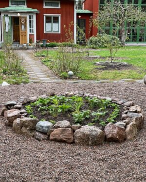 Erika Åberg Instagram - Perenntårtan har jäst, blivit stor och fluffig! 
Växterna, som valdes av trädgårdsdesigner @annakarin_landetkrokus  planterades i maj 2022. Titta på sista bilden för att se utvecklingen! 
Nu har de vävts ihop till en helhet och just nu vaggar stor ormrot som tårtljus över allt ihop.
🎂