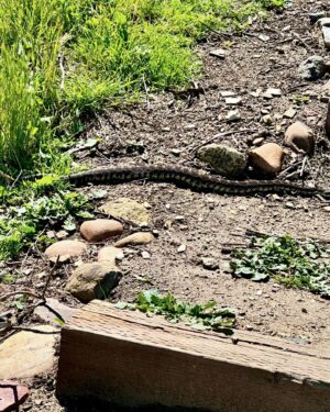Erika Eleniak Instagram - With the sunshine, come the critters! On my hike today… yup, I turned around and went home 😂
#rattlesnake 
#hiking 
#sunshine