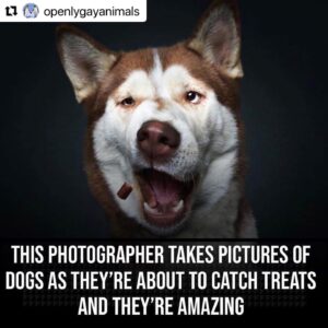 Erin Cahill Instagram - Happy Tuesday, Wonderful Ones!  Where are my animal lovers at?? 🐕 I found myself with a moment at work and had to share this with you. I belly laughed and hope it adds joy to your day also!  I can only imagine what our fur baby @crumpet_chronicles_ looks like going for airborne treats! (Full disclosure, sometimes the Instagram algorithm frustrates me a bit, but this was an account that came up in my feed and boy am I glad it did!!). #Repost @openlygayanimals 
・・・
These are so good 😭🐶 Which picture is your favorite⁉️
Credit & permission @vieler.photography