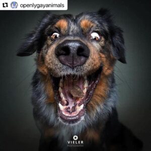Erin Cahill Instagram - Happy Tuesday, Wonderful Ones!  Where are my animal lovers at?? 🐕 I found myself with a moment at work and had to share this with you. I belly laughed and hope it adds joy to your day also!  I can only imagine what our fur baby @crumpet_chronicles_ looks like going for airborne treats! (Full disclosure, sometimes the Instagram algorithm frustrates me a bit, but this was an account that came up in my feed and boy am I glad it did!!). #Repost @openlygayanimals 
・・・
These are so good 😭🐶 Which picture is your favorite⁉️
Credit & permission @vieler.photography