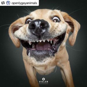Erin Cahill Instagram - Happy Tuesday, Wonderful Ones!  Where are my animal lovers at?? 🐕 I found myself with a moment at work and had to share this with you. I belly laughed and hope it adds joy to your day also!  I can only imagine what our fur baby @crumpet_chronicles_ looks like going for airborne treats! (Full disclosure, sometimes the Instagram algorithm frustrates me a bit, but this was an account that came up in my feed and boy am I glad it did!!). #Repost @openlygayanimals 
・・・
These are so good 😭🐶 Which picture is your favorite⁉️
Credit & permission @vieler.photography