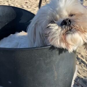 Erin Cummings Instagram - It’s a whole vibe… Swipe for ultimate Joey Bishop “living her best life” video 🐶 

📷: @uscanuk 

#dogsofinstagram