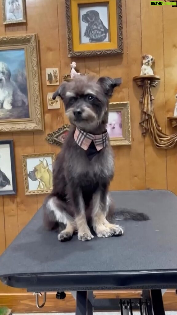 Erin Krakow Instagram - This gorgeous guy got groomed! Thank you @jessronagrooming for giving Willoughby the celeb treatment! 🐾🤩 And as always, thanks @tobiessmalldogrescue for all the work you do - but most importantly thank you for our little gentleman.