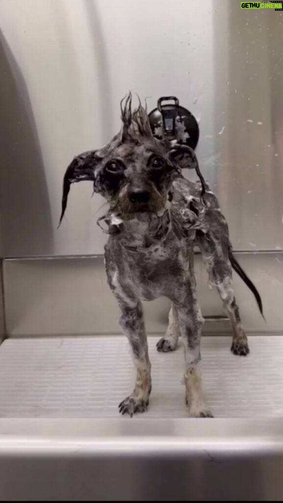 Erin Krakow Instagram - Willoughby enjoyed a luxurious spa day with @jessronagrooming and this ASMR video of his experience is what my dreams are made of🐩🚿🧼