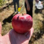 Erin Richards Instagram – 🎵Could you be…the most beautiful apple in the world. #princeapple