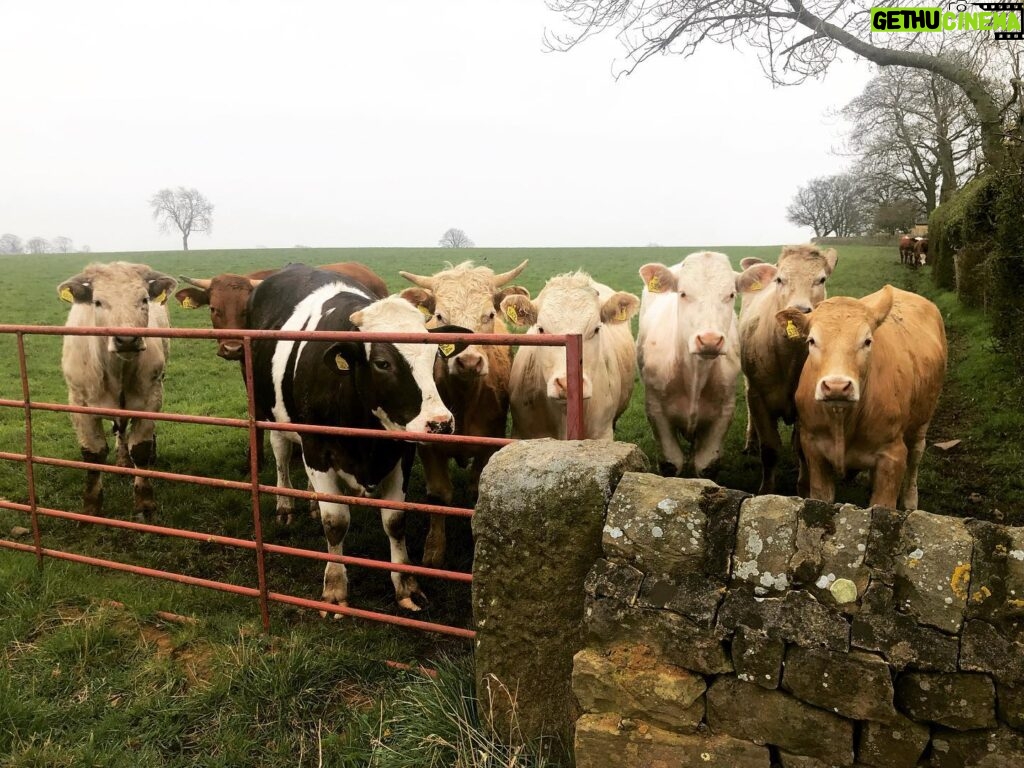 Erin Richards Instagram - Fallen in love with these gentle giants. I pass them every day on my way to work. ❤️🐮❤️ …insert joke about me making a moo-vie.