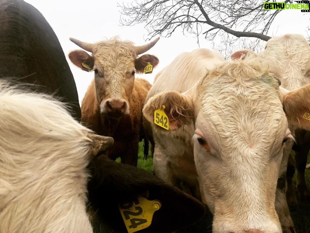 Erin Richards Instagram - Fallen in love with these gentle giants. I pass them every day on my way to work. ❤️🐮❤️ …insert joke about me making a moo-vie.