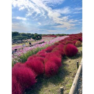 Erina Mano Instagram - ひたち海浜公園のコスモスとコキア🫧
コキアの見頃は少し過ぎてしまっていたけど
初めて見に行けて嬉しかった🤭
.
.
この日のことはオレンジページnetでの連載
「ふたりごはん日記」に書いています！
テーマは休日のお出かけと夕飯🍛
読んでもらえたら嬉しいです🍊
連載記事のリンクはプロフィールのハイライト
「オレンジページ」にまとめてあります！
.
.
皆さんはカレーを作る時のポイントや隠し味ありますか？💭
.
.
ニット　@diagramofficial 
デニム　@majeparis 
#ひたち海浜公園
#コキア
#コスモス
#お出かけ
#カレーライス
#休日
#私服　
#カメラ散歩