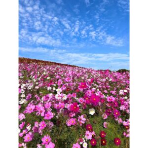 Erina Mano Instagram - ひたち海浜公園のコスモスとコキア🫧
コキアの見頃は少し過ぎてしまっていたけど
初めて見に行けて嬉しかった🤭
.
.
この日のことはオレンジページnetでの連載
「ふたりごはん日記」に書いています！
テーマは休日のお出かけと夕飯🍛
読んでもらえたら嬉しいです🍊
連載記事のリンクはプロフィールのハイライト
「オレンジページ」にまとめてあります！
.
.
皆さんはカレーを作る時のポイントや隠し味ありますか？💭
.
.
ニット　@diagramofficial 
デニム　@majeparis 
#ひたち海浜公園
#コキア
#コスモス
#お出かけ
#カレーライス
#休日
#私服　
#カメラ散歩
