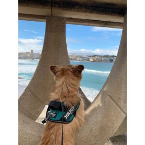 Erina Mano Instagram - 夫の移籍先が決まりました🇯🇵
それに伴いスペインでの生活を終え日本へ帰国しました。
.
.
スペインでの生活が始まったころは
日本との違いに慣れるのに時間がかかったけど
1日1日を共に過ごしていくうちに
スペインの文化に慣れていき
自分たちが大切にしたいことも見えてきて
少しずつ私たちの日常が出来上がり気がつけば5年。
いつも夫の試合にフォーカスを当てて
そこに向かって共に毎日を過ごし
私も毎試合応援しながら
嬉しい。悔しい。諦めないぞ！って
いろいろな感情を抱いていたら本当に1年があっという間で
5年もいたんだ！と振り返ってみてびっくりです。
たくさんの思い出がありすぎて
スペインを離れるときは少し寂しくなりました🥲
寂しいと思えるくらいスペインを好きになれてよかったです！🇪🇸
.
.
この5年間で色々なことを学んだし
たくさんのことに気付けたし
異国の地で2人で多くのことを乗り越えてきたから
これから先どこに行っても大丈夫！！
と、強く思えるようになりました✨
.
.
新しく始まる日本での暮らし。
まずは生活をするためにいろいろ揃えたり手続きをしたり
準備をしなきゃいけないことがたくさんで
少しバタバタしそうですが楽しみな気持ちでいっぱい😊
早く試合も観に行きたいな！⚽️
そして、今までと変わらず
夫のサポートを続けていきながら
仕事の方も頑張っていきたいと思っています！
これからもあたたかく見守っていただけたら嬉しいです！😌
.
. 
どの写真を載せるかものすごく悩んだけど
スペインで夫が在籍していたチームのスタジアムと
私のお気に入りのスポットと
それぞれの地でのお散歩写真にしてみました🏟️🐶🐶