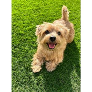 Erina Mano Instagram - 弟わんこ🐶
3歳になりました🎂🎉✨👏🏻
相変わらずパワフルでやんちゃだけど
最近はふとしたときに甘えてくることも増えて
いろいろな一面を見せてくれるのが本当に愛おしい🤍
この1年も毎日元気に過ごしてくれますように！！ 
.
.
誕生日プレゼントは
大好きなKONGのテニスボール3個セット🎾🎾🎾
数日でもう音が鳴らなくなったけど
投げると嬉しそうに追いかけて持ってきてくれます🤭
#愛犬
#犬のいる暮らし
#誕生日おめでとう
#大好き