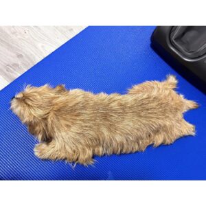 Erina Mano Instagram - 弟わんこ🐶
3歳になりました🎂🎉✨👏🏻
相変わらずパワフルでやんちゃだけど
最近はふとしたときに甘えてくることも増えて
いろいろな一面を見せてくれるのが本当に愛おしい🤍
この1年も毎日元気に過ごしてくれますように！！ 
.
.
誕生日プレゼントは
大好きなKONGのテニスボール3個セット🎾🎾🎾
数日でもう音が鳴らなくなったけど
投げると嬉しそうに追いかけて持ってきてくれます🤭
#愛犬
#犬のいる暮らし
#誕生日おめでとう
#大好き