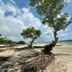 Estelle Lefébure Instagram – Surnommée l’Île Verte , l’Île de Pemba est un lieu unique .J’y ai notamment eu la chance de rencontrer ces femmes formidables qui cultivent les algues et d’y découvrir un marché  regorgeant de fruits et d’épices comme cette noix de muscade encore dans son fruit .

#ponant
#expeditioncruise 
#PONANTExplorations 
#instantponant
#collab