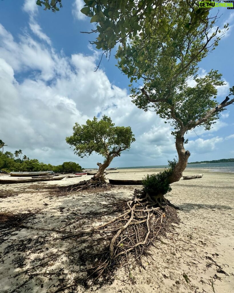 Estelle Lefébure Instagram - Surnommée l’Île Verte , l’Île de Pemba est un lieu unique .J’y ai notamment eu la chance de rencontrer ces femmes formidables qui cultivent les algues et d’y découvrir un marché regorgeant de fruits et d’épices comme cette noix de muscade encore dans son fruit . #ponant #expeditioncruise #PONANTExplorations #instantponant #collab