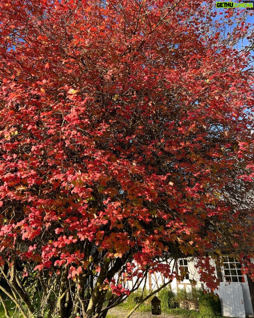 Estelle Lefébure Instagram - Pas besoin de filtres Bon week end à vous tous 🧡 #naturelovers #automne #mesracines