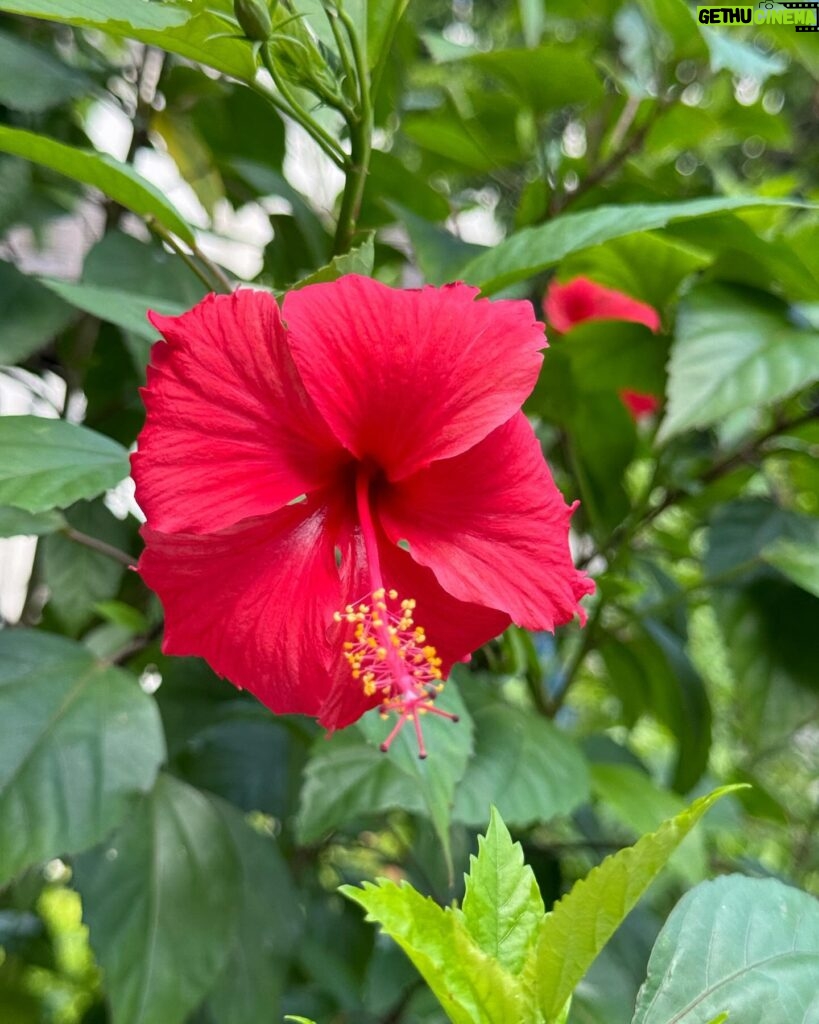 Estelle Lefébure Instagram - Surnommée l’Île Verte , l’Île de Pemba est un lieu unique .J’y ai notamment eu la chance de rencontrer ces femmes formidables qui cultivent les algues et d’y découvrir un marché regorgeant de fruits et d’épices comme cette noix de muscade encore dans son fruit . #ponant #expeditioncruise #PONANTExplorations #instantponant #collab