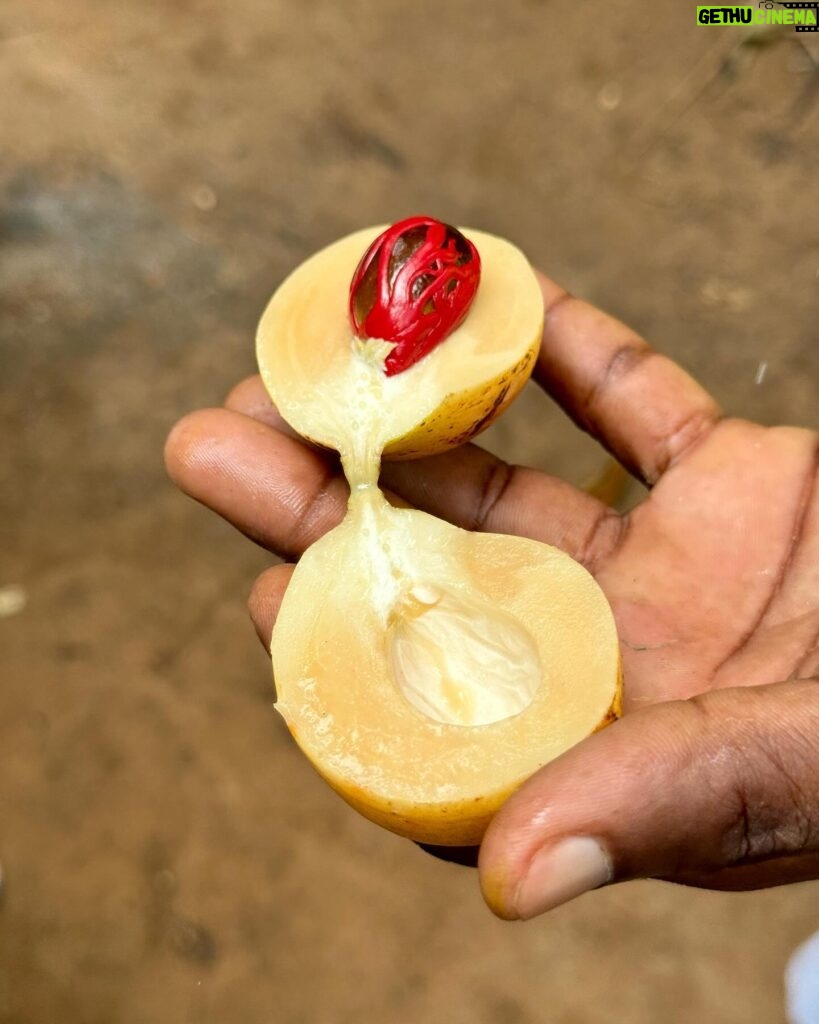 Estelle Lefébure Instagram - Surnommée l’Île Verte , l’Île de Pemba est un lieu unique .J’y ai notamment eu la chance de rencontrer ces femmes formidables qui cultivent les algues et d’y découvrir un marché regorgeant de fruits et d’épices comme cette noix de muscade encore dans son fruit . #ponant #expeditioncruise #PONANTExplorations #instantponant #collab