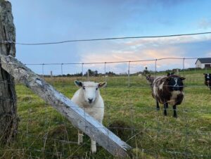 Eubha Akilade Instagram - Mama in the highlands, plus sheep
