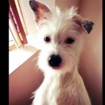 Eva Holubová Instagram - Dostavam ruzne otazky. Nektere se opakuji. V posledni dobe mne zaujala jedna. “KDE BERETE SÍLU?” Jsem priserne unavena, prace na zahrade ci v domacnosti stoji, tak jsem se nad tim sama zamyslela. Oteviram na toti tema novy serial: KDE BEREME SILU. Pridate se? 🙏pojdme se vzajemne inspirovat. Jednim z takovych nabijecu, jsou pro mne zvirata. V soucasne dobe mozna tim hlavnim, nebot nejsem ani schopna cist. Jake je Vase nejoblibenejsi zvire? Nemyslim ale pouze druh, myslim konkretniho partaka. Ja mam v soucasne dobe tri. Bellu, Ellu a Paťáka. Vsechno “kamaradi ze psi ctvrti”. Jsou na 1. miste, nemusim jim nic vysvetlovat, k nicemu je nutit, o nic se neprosit. Ted jsou u nas vsichni tri, a tak se mnohem vice snazi zaujmout. Ale ja nejsem jenom pejskar. Stejne misto u mne zaujimaji kocka a kone. Kocky jsem mela, kone nikoliv. A pak taky kralicci a ptacci, opicky, lvi, sloni, atd. Co znamenaji pro Vas?😂❤️