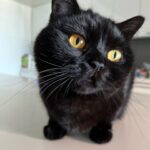 Eve Hewson Instagram - spicy luna roll 🍣🐈‍⬛🖤