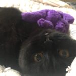 Eve Hewson Instagram - spicy luna roll 🍣🐈‍⬛🖤