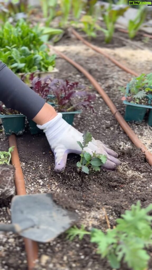 Eve Torres Instagram - Thank you @coastal_homestead for helping us celebrate our birthday girl @vicgracie. We had the joy of planting seedlings and intentions for her next decade of life, prepping her garden for spring, and gained so much knowledge along the way. It was a great way to get our hands dirty for someone who is always willing to get in the trenches for us. 🌱💚