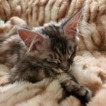 Evelina Instagram - miau <3 philomena taii esim phil maine coon hemo söpö kissa just a baby