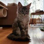 Evelina Instagram - miau <3 philomena taii esim phil maine coon hemo söpö kissa just a baby