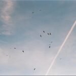 Ever Anderson Instagram - “birds”