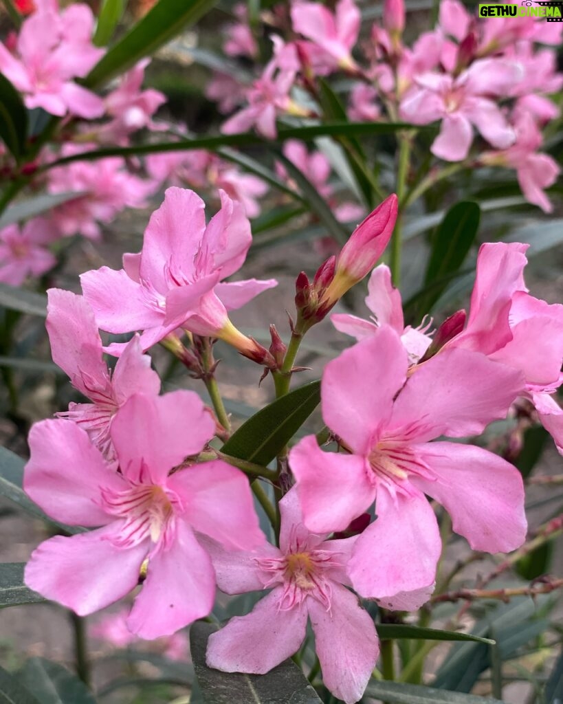 Fátima Molina Instagram - 🌸 will bloom again.