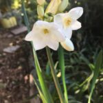 Fairuza Balk Instagram - Miracle Yule narcissus popped up today out of the blue. I planted several of them 3 years ago and had assumed they’d all died but today this beauty showed up reminding me of the miraculousness of existence. It slept for 3 years then came Back just for xmass. My Mum used to wear an oil called black narcissus when she performed. Hello Mum, Thank you for reminding me that life is indeed Magical I love you