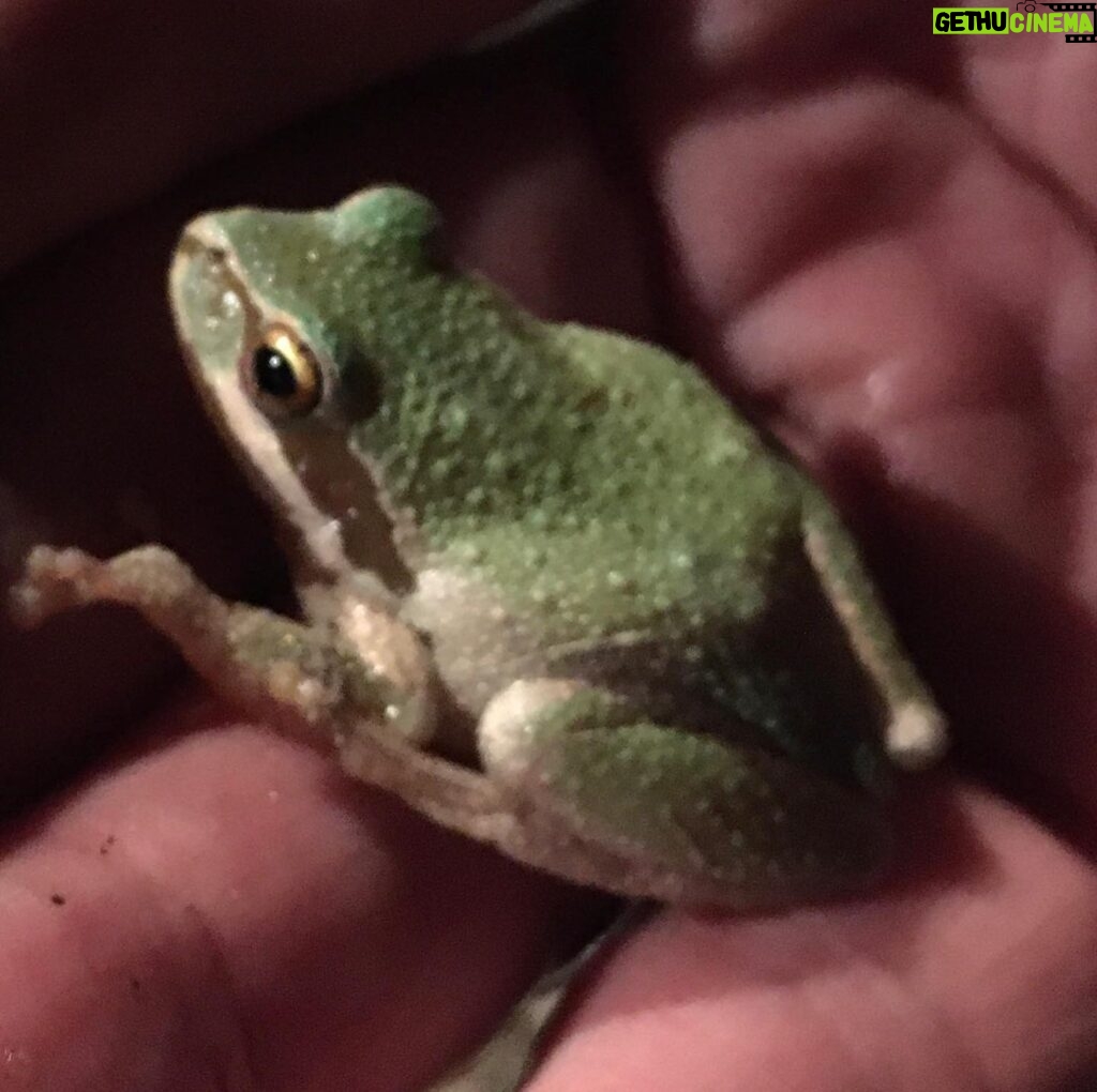 Fairuza Balk Instagram - Midnight walk frog. I’ve taken to walking late at night again and saw this guy in the road so he was moved to safety.