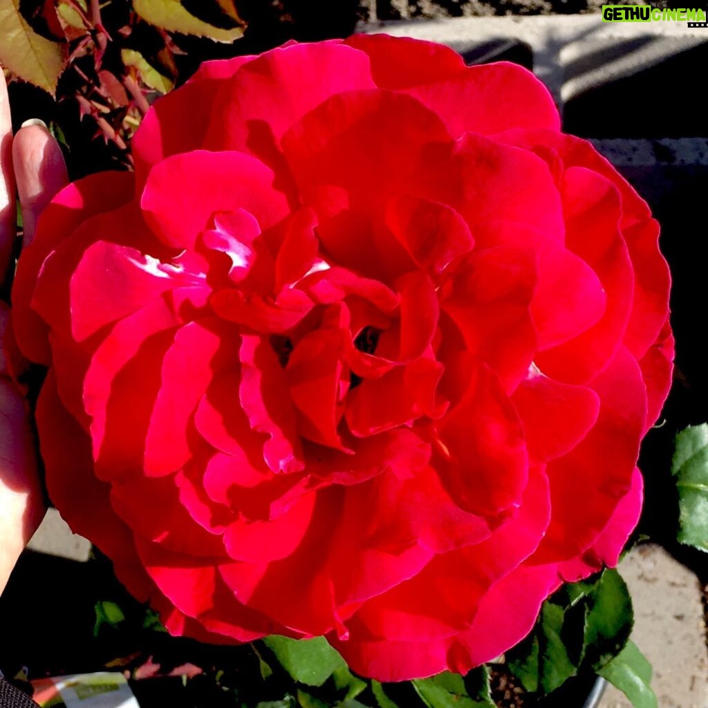 Fairuza Balk Instagram - Happy Beltane ! Happy May Day ❤️This is the largest Rose I’ve ever seen, so I thought I’d share it with you all. Much love to you all