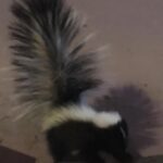Fairuza Balk Instagram - Love this photo of Lil’ squeaks visiting my porch.