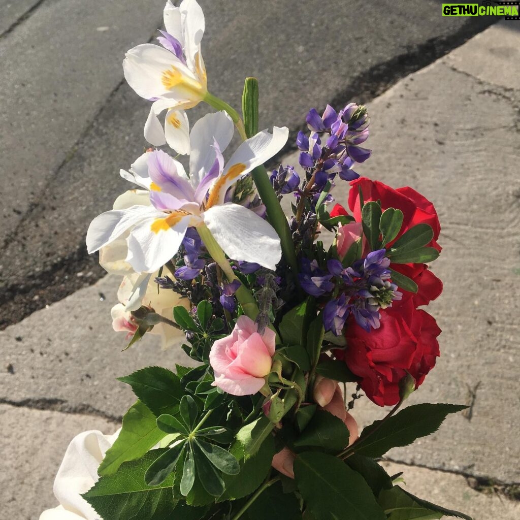 Fairuza Balk Instagram - Lovely fleurs I chored from the walkabout and my own garden tra-la. Tried to post them earlier but I guess they didn’t take.