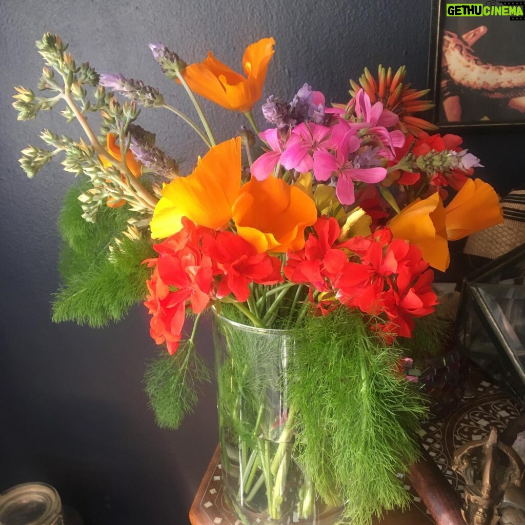 Fairuza Balk Instagram - Lovely fleurs I chored from the walkabout and my own garden tra-la. Tried to post them earlier but I guess they didn’t take.
