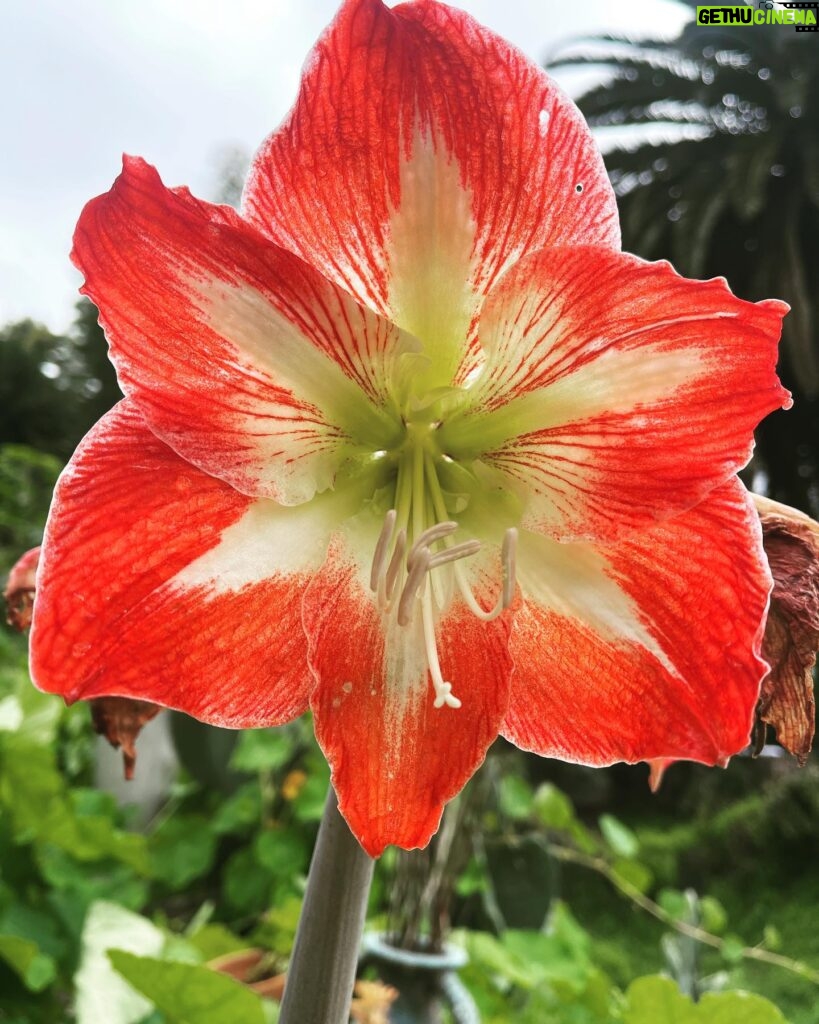 Fairuza Balk Instagram - Happy Spring Equinox!! Hello my friends and a very happy Spring to you all. We have had the craziest weather in California. Today started with rain and high winds then the sun kept peeking through the clouds lighting up the fat raindrops and making everything shine. Now we’re back to the grey and more rain. The garden is very happy for all the rain though and the water reservoirs are being replenished so that is a great and blessed thing. Mother Earth will do as she wishes and we are but fleas on her great back. For those of you in the snow I thought I’d share a bit of color from my garden and reminders of what will come soon, the flowers, the light and Spring in all her wonder. Today I am reminded to be grateful for the beauty of the Earth and the Season. It all skips by so fast. We blink and the next season is upon us! The hummingbirds seem to love the rain! They’re having s blast zipping around out there, bathing and fluffing their tiny feathers. I hope this note finds you well, healthy, and happy wherever you are. Sending you my love F