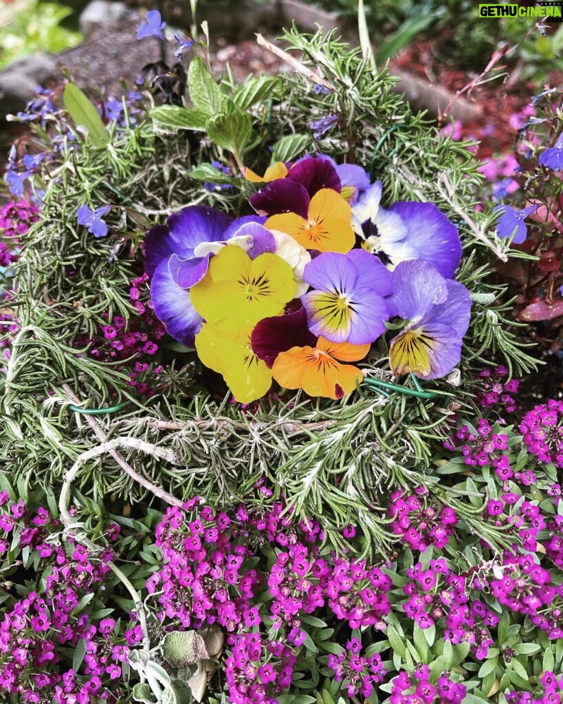 Fairuza Balk Instagram - Happy Spring Equinox!! Hello my friends and a very happy Spring to you all. We have had the craziest weather in California. Today started with rain and high winds then the sun kept peeking through the clouds lighting up the fat raindrops and making everything shine. Now we’re back to the grey and more rain. The garden is very happy for all the rain though and the water reservoirs are being replenished so that is a great and blessed thing. Mother Earth will do as she wishes and we are but fleas on her great back. For those of you in the snow I thought I’d share a bit of color from my garden and reminders of what will come soon, the flowers, the light and Spring in all her wonder. Today I am reminded to be grateful for the beauty of the Earth and the Season. It all skips by so fast. We blink and the next season is upon us! The hummingbirds seem to love the rain! They’re having s blast zipping around out there, bathing and fluffing their tiny feathers. I hope this note finds you well, healthy, and happy wherever you are. Sending you my love F