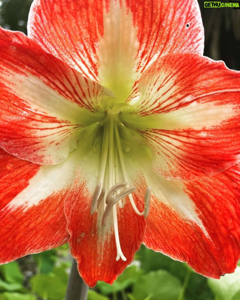 Fairuza Balk Instagram - Happy Spring Equinox!! Hello my friends and a very happy Spring to you all. We have had the craziest weather in California. Today started with rain and high winds then the sun kept peeking through the clouds lighting up the fat raindrops and making everything shine. Now we’re back to the grey and more rain. The garden is very happy for all the rain though and the water reservoirs are being replenished so that is a great and blessed thing. Mother Earth will do as she wishes and we are but fleas on her great back. For those of you in the snow I thought I’d share a bit of color from my garden and reminders of what will come soon, the flowers, the light and Spring in all her wonder. Today I am reminded to be grateful for the beauty of the Earth and the Season. It all skips by so fast. We blink and the next season is upon us! The hummingbirds seem to love the rain! They’re having s blast zipping around out there, bathing and fluffing their tiny feathers. I hope this note finds you well, healthy, and happy wherever you are. Sending you my love F