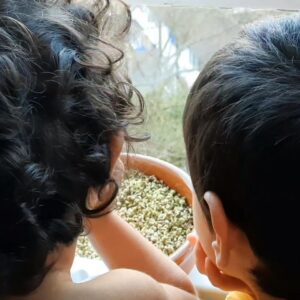 Falamak Joneydi Instagram - کارشناسها حین تشخیص گذاشتن در کیفیت سبزه‌ی نوروز کلی ازش خوردن و نتیجه این که بعیده ما امسال سر سفره سبزه‌ای دستمون رو بگیره