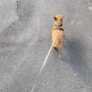 Fanny Maurer Instagram - Peanut, t’es la plus belle personne que j’ai connue. On a vécu notre meilleure vie ensemble. Du 1er jour où j’ai posé mes yeux sur toi à la dernière fois où j’ai vu tes petits yeux s’éteindre, on aura vraiment tout fait ensemble. Du début jusqu’à la fin. Je regrette juste que tu sois partie si tôt et si subitement. Je ne sais vraiment pas comment continuer ma vie sans toi. Ma Peanut, ma vie, mon tout, le centre de ma vie, je suis absolument dévastée, déchirée et dans une souffrance que je n’aurais pas pu décrire avant. De vrais pots de colle l’une avec l’autre. Toujours en contact physique. Je te cherche la nuit 💔 c’est si dur. Et ce 1er réveil sans toi est une déchirure que j’avais jamais connue. Merci de m’avoir fait confiance, merci de m’avoir tant aimée et de m’avoir confiée ta vie les yeux fermés. On a été ensemble jusqu’au bout et t’es partie comme une championne. Tu es la plus belle chose qui me soit arrivée même si tu n’es « qu’un chien » aux yeux des autres, tu étais, es et resteras toujours tout pour moi. Merci pour ces années dans l’amour, le respect, pour les souvenirs de dingos, merci de m’avoir suivie partout en toute confiance et merci aussi pour notre caractère de merde similaire, notre attitude de conne similaire et merci de m’avoir compris mieux que n’importe quel humain. Merci d’avoir été ta meilleure toi avec tes goûts, tes envies, ton caractère, que je respectais tellement et que j’aimais tant, ta façon si claire de communiquer, on se comprenait si bien et je te connaissais par coeur. Tant de personnalité dans un si petit être non humain ❤️ Merci pour ces merveilleuses 12 années, beaucoup trop courtes, tu es partie si soudainement. J’étais pas prête mais j’aurais jamais été prête à te perdre. J’ai mal. Je souffre. Je ne sais pas comment je vais pouvoir me relever mais tu es et resteras ma star de tous les jours. La vie ne sera plus pareille sans toi. Tu me manques déjà tellement. Je t’aime de toutes mes forces, je t’aime à l’infini ❤️ je suis si reconnaissante d’avoir partagé ta vie. Merci, merci, merci de m’avoir tant aimée. Repose toi bien ma zouzou, ma Peapea, ma Peapoupette…. On se reverra un jour ❤️ 02/03/2011 - 14/05/11 - 10/06/2023