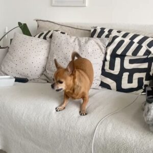 Fanny Maurer Instagram - Peanut. 19h27. Un tour complet autour du soleil sans toi. À partir de maintenant, je ne pourrai plus dire « l’année dernière avec Peanut… ». T’es beaucoup trop loin. Un vide intersidéral, une douleur inconsolable, un ennui profond de toi et un manque incommensurable. Malgré la douleur insurmontable de mon deuil, je suis fière et honorée d’avoir été celle qui a partagé ta vie, de t’avoir laissée être celle que tu devais être avec ta personnalité si forte, si expressive, tu étais si intelligente et tellement drôle, vraiment chiante aussi parfois, une aptitude incroyable à communiquer si clairement et à te faire au monde des humain.es même si tu ne leur faisais pas confiance. Je suis aussi fière et honorée d’être celle qui a ce magnifique privilège de continuer à te donner la place que tu mérites dans ce monde. Je ne te laisserai jamais devenir un souvenir et tu resteras ma priorité même si tu n’es plus là.
Les gens se trompent tellement sur les animaux. Je leur souhaite à tous d’être autant aimés, choyés et pleurés. 
Cette année a été difficile mais elle a aussi été belle malgré tout. Ma vie a vraiment beaucoup changé, j’ai beaucoup changé. Mais d’une autre manière cette fois. Cette douleur là te change à jamais. 

Et bien que je sois épanouie aujourd’hui, la douleur de ton absence continue de me perforer le cœur et de vider cette espace entre ma gorge et mon estomac. 

Merci d’avoir été, d’être et de rester la meilleure chose qui me soit arrivée. Ma vie avec toi a donné un sens à mon passage sur terre, les vibrations de notre amour continueront de perturber l’univers même après mon départ. Merci de m’avoir honorée de ta vie, de ta présence et de ta confiance. Merci de m’avoir toujours crue et comprise. Merci de m’avoir sauvée et de n’être partie que quand tu as su que tout irait bien, de m’avoir fait confiance les yeux fermés, de m’avoir suivie partout en étant toujours heureuse de tout faire tant qu’on était ensemble et de m’avoir tant aimée. Je ne changerais absolument rien à ces 12 années, sauf le moment où tu m’as quittée. Mais même là, tu as été courageuse, gracieuse et forte. Ensemble jusqu’à ton dernier souffle.

Merci Peanut, c’était génial ❤️