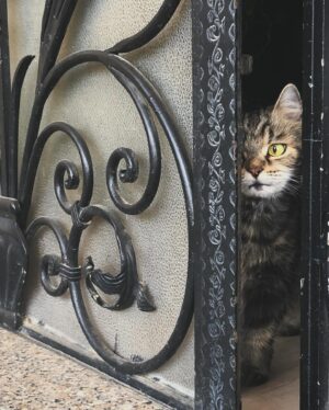 Fatima AlBanawi Instagram - English ⬇️
في رحمة الله أميرتي كليوباترا 🐈
(٢٠٠٨ - ٢٠٢٣)
شكرًا لأنك علمتيني عن الحياة:
١. ليس عليك أن تحزن بمفردك.
٢. كن بجانب شريكك ومد ذراعك له حتى لو لم يطلب منك ذلك.
٣. لا عيب في أن تكوني ملكة تستجدي طعام الإنسان وأحضانه.
٤. يمكنك السفر حول العالم في أحلامك بينما أنت مرتاح في منزلك.
٥. إذا كنت تحبها، فلاحقها حتى الخطوة الأخيرة.
٦. إذا كنت تحبها حقًا، فستعرف أنها ستعود، لذا يفضّل أن تنتظرها عند باب الوصول.
٧. الأدوار بين الأم وابنتها في تبادل مستمر.
٨. من الممكن أن تعض أو تخدش طفلاً أو كبيراً إذا كان هو البادئ والبادئ أظلم.
٩. عدم إنجابك أطفال لا يجعلك أقل أمومة بالفطرة.
١٠. يمكنك إظهار مخالبك على حدود منطقتك لتوقي الحذر فقط.
١١. كان الأطباء البيطريون في الأصل أشخاصًا طيبين وأسوأ ما فعلوه أنهم حققوا أحلامهم. 
١٢. أول من أسّس لليوجا كان يمتلك قطّة.
•
•
𝗥𝗲𝘀𝘁 𝗶𝗻 𝗽𝗲𝗮𝗰𝗲 𝗖𝗹𝗲𝗼𝗽𝗮𝘁𝗿𝗮 🐈
(2008 - 2023)
Thank you for teaching me 𝗮𝗯𝗼𝘂𝘁 𝗹𝗶𝗳𝗲:
1. You don’t need to grieve alone.
2. Be there for your partner and extend an arm even if they didn’t ask for it.
3. There is no shame in being a queen that begs for human food and cuddles.
4. You can travel the whole wide world in your dreams at the comfort of your own home.
5. If you love her, you run after her till the very last step.
6. If you really love her, you would know she is coming back so you better be waiting by the door.
7. The roles between mother and daughter are interchangeable.
8. You can bite or scratch a child if he is the one who started it.
9. Not conceiving your own children doesn’t make you less of a mother by instinct.
10. You can showoff your claws at the territory crossing.
11. Vets were originally good people who pursued their dreams.
12. By all means, whoever founded yoga owned a cat.
• 
•
#restinpeace #mycat #monchat #cleopatra #pet #petlovers #cat #farewell #since2008 #lifepet #iwillmissyou