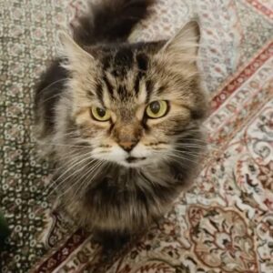 Fatima AlBanawi Instagram - English ⬇️
في رحمة الله أميرتي كليوباترا 🐈
(٢٠٠٨ - ٢٠٢٣)
شكرًا لأنك علمتيني عن الحياة:
١. ليس عليك أن تحزن بمفردك.
٢. كن بجانب شريكك ومد ذراعك له حتى لو لم يطلب منك ذلك.
٣. لا عيب في أن تكوني ملكة تستجدي طعام الإنسان وأحضانه.
٤. يمكنك السفر حول العالم في أحلامك بينما أنت مرتاح في منزلك.
٥. إذا كنت تحبها، فلاحقها حتى الخطوة الأخيرة.
٦. إذا كنت تحبها حقًا، فستعرف أنها ستعود، لذا يفضّل أن تنتظرها عند باب الوصول.
٧. الأدوار بين الأم وابنتها في تبادل مستمر.
٨. من الممكن أن تعض أو تخدش طفلاً أو كبيراً إذا كان هو البادئ والبادئ أظلم.
٩. عدم إنجابك أطفال لا يجعلك أقل أمومة بالفطرة.
١٠. يمكنك إظهار مخالبك على حدود منطقتك لتوقي الحذر فقط.
١١. كان الأطباء البيطريون في الأصل أشخاصًا طيبين وأسوأ ما فعلوه أنهم حققوا أحلامهم. 
١٢. أول من أسّس لليوجا كان يمتلك قطّة.
•
•
𝗥𝗲𝘀𝘁 𝗶𝗻 𝗽𝗲𝗮𝗰𝗲 𝗖𝗹𝗲𝗼𝗽𝗮𝘁𝗿𝗮 🐈
(2008 - 2023)
Thank you for teaching me 𝗮𝗯𝗼𝘂𝘁 𝗹𝗶𝗳𝗲:
1. You don’t need to grieve alone.
2. Be there for your partner and extend an arm even if they didn’t ask for it.
3. There is no shame in being a queen that begs for human food and cuddles.
4. You can travel the whole wide world in your dreams at the comfort of your own home.
5. If you love her, you run after her till the very last step.
6. If you really love her, you would know she is coming back so you better be waiting by the door.
7. The roles between mother and daughter are interchangeable.
8. You can bite or scratch a child if he is the one who started it.
9. Not conceiving your own children doesn’t make you less of a mother by instinct.
10. You can showoff your claws at the territory crossing.
11. Vets were originally good people who pursued their dreams.
12. By all means, whoever founded yoga owned a cat.
• 
•
#restinpeace #mycat #monchat #cleopatra #pet #petlovers #cat #farewell #since2008 #lifepet #iwillmissyou