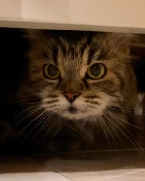 Fatima AlBanawi Instagram - English ⬇️
في رحمة الله أميرتي كليوباترا 🐈
(٢٠٠٨ - ٢٠٢٣)
شكرًا لأنك علمتيني عن الحياة:
١. ليس عليك أن تحزن بمفردك.
٢. كن بجانب شريكك ومد ذراعك له حتى لو لم يطلب منك ذلك.
٣. لا عيب في أن تكوني ملكة تستجدي طعام الإنسان وأحضانه.
٤. يمكنك السفر حول العالم في أحلامك بينما أنت مرتاح في منزلك.
٥. إذا كنت تحبها، فلاحقها حتى الخطوة الأخيرة.
٦. إذا كنت تحبها حقًا، فستعرف أنها ستعود، لذا يفضّل أن تنتظرها عند باب الوصول.
٧. الأدوار بين الأم وابنتها في تبادل مستمر.
٨. من الممكن أن تعض أو تخدش طفلاً أو كبيراً إذا كان هو البادئ والبادئ أظلم.
٩. عدم إنجابك أطفال لا يجعلك أقل أمومة بالفطرة.
١٠. يمكنك إظهار مخالبك على حدود منطقتك لتوقي الحذر فقط.
١١. كان الأطباء البيطريون في الأصل أشخاصًا طيبين وأسوأ ما فعلوه أنهم حققوا أحلامهم. 
١٢. أول من أسّس لليوجا كان يمتلك قطّة.
•
•
𝗥𝗲𝘀𝘁 𝗶𝗻 𝗽𝗲𝗮𝗰𝗲 𝗖𝗹𝗲𝗼𝗽𝗮𝘁𝗿𝗮 🐈
(2008 - 2023)
Thank you for teaching me 𝗮𝗯𝗼𝘂𝘁 𝗹𝗶𝗳𝗲:
1. You don’t need to grieve alone.
2. Be there for your partner and extend an arm even if they didn’t ask for it.
3. There is no shame in being a queen that begs for human food and cuddles.
4. You can travel the whole wide world in your dreams at the comfort of your own home.
5. If you love her, you run after her till the very last step.
6. If you really love her, you would know she is coming back so you better be waiting by the door.
7. The roles between mother and daughter are interchangeable.
8. You can bite or scratch a child if he is the one who started it.
9. Not conceiving your own children doesn’t make you less of a mother by instinct.
10. You can showoff your claws at the territory crossing.
11. Vets were originally good people who pursued their dreams.
12. By all means, whoever founded yoga owned a cat.
• 
•
#restinpeace #mycat #monchat #cleopatra #pet #petlovers #cat #farewell #since2008 #lifepet #iwillmissyou