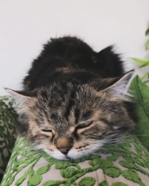 Fatima AlBanawi Instagram - English ⬇️
في رحمة الله أميرتي كليوباترا 🐈
(٢٠٠٨ - ٢٠٢٣)
شكرًا لأنك علمتيني عن الحياة:
١. ليس عليك أن تحزن بمفردك.
٢. كن بجانب شريكك ومد ذراعك له حتى لو لم يطلب منك ذلك.
٣. لا عيب في أن تكوني ملكة تستجدي طعام الإنسان وأحضانه.
٤. يمكنك السفر حول العالم في أحلامك بينما أنت مرتاح في منزلك.
٥. إذا كنت تحبها، فلاحقها حتى الخطوة الأخيرة.
٦. إذا كنت تحبها حقًا، فستعرف أنها ستعود، لذا يفضّل أن تنتظرها عند باب الوصول.
٧. الأدوار بين الأم وابنتها في تبادل مستمر.
٨. من الممكن أن تعض أو تخدش طفلاً أو كبيراً إذا كان هو البادئ والبادئ أظلم.
٩. عدم إنجابك أطفال لا يجعلك أقل أمومة بالفطرة.
١٠. يمكنك إظهار مخالبك على حدود منطقتك لتوقي الحذر فقط.
١١. كان الأطباء البيطريون في الأصل أشخاصًا طيبين وأسوأ ما فعلوه أنهم حققوا أحلامهم. 
١٢. أول من أسّس لليوجا كان يمتلك قطّة.
•
•
𝗥𝗲𝘀𝘁 𝗶𝗻 𝗽𝗲𝗮𝗰𝗲 𝗖𝗹𝗲𝗼𝗽𝗮𝘁𝗿𝗮 🐈
(2008 - 2023)
Thank you for teaching me 𝗮𝗯𝗼𝘂𝘁 𝗹𝗶𝗳𝗲:
1. You don’t need to grieve alone.
2. Be there for your partner and extend an arm even if they didn’t ask for it.
3. There is no shame in being a queen that begs for human food and cuddles.
4. You can travel the whole wide world in your dreams at the comfort of your own home.
5. If you love her, you run after her till the very last step.
6. If you really love her, you would know she is coming back so you better be waiting by the door.
7. The roles between mother and daughter are interchangeable.
8. You can bite or scratch a child if he is the one who started it.
9. Not conceiving your own children doesn’t make you less of a mother by instinct.
10. You can showoff your claws at the territory crossing.
11. Vets were originally good people who pursued their dreams.
12. By all means, whoever founded yoga owned a cat.
• 
•
#restinpeace #mycat #monchat #cleopatra #pet #petlovers #cat #farewell #since2008 #lifepet #iwillmissyou